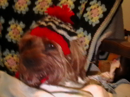 Maximo the great's STAY ON! hat photo 2