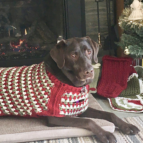 Well Dressed Dog Coat photo 9