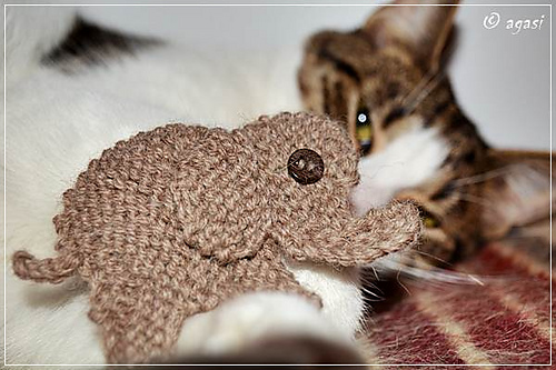 Woollyphant photo 6