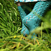 Juniveer Socks pattern 
