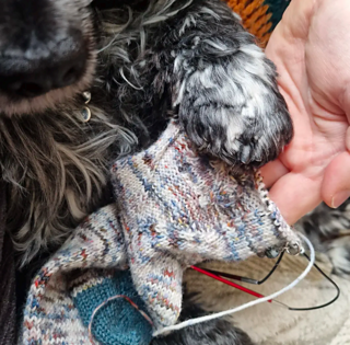 Willow signing off Naomi's socks [yorkshirenome](/people/yorkshirenome) 