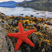 Gansey Starfish pattern 