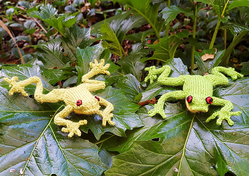 Australian Red Eyed Tree Frog - Alma Mahler