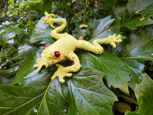 Australian Red Eyed Tree Frog - Alma Mahler