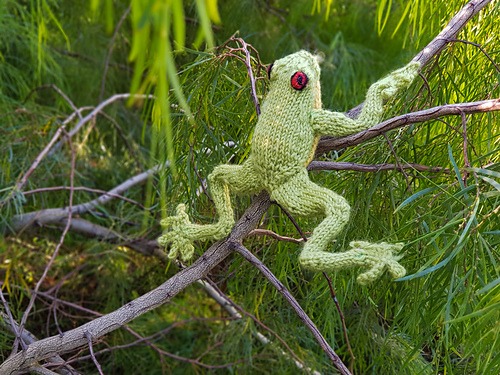 Australian Red Eyed Tree Frog - Alma Mahler
