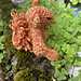 Mini Red Squirrel pattern 