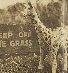 GIRAFFE has handsome embroidered spots.