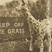 Cheeky Giraffe pattern 