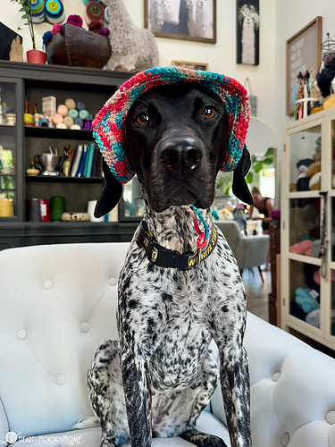 Dog Bucket Hat photo 9