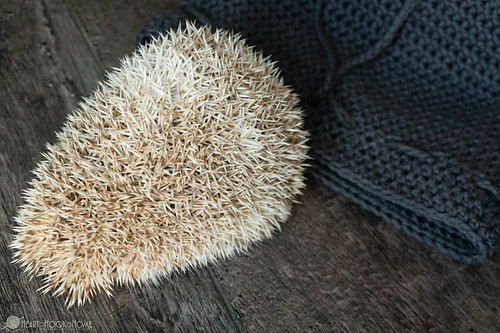 Hedgehog Pouch photo 1