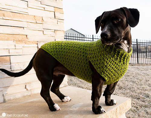 Dandy Dog Sweater photo 5