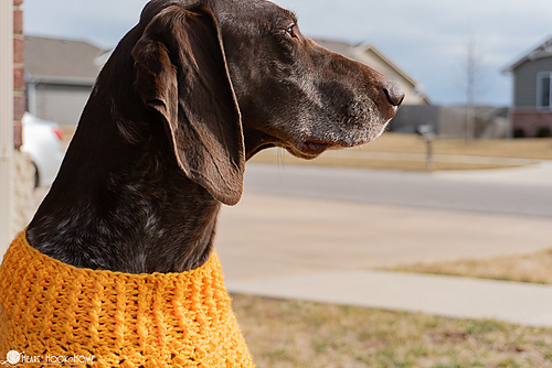 Large & Giant Dog Sweater photo 11