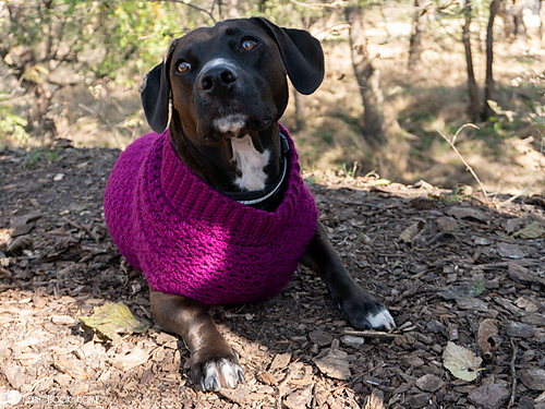Stellar Dog Sweater photo 4