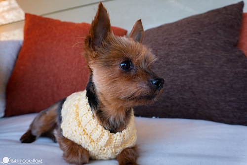 Stellar Dog Sweater photo 7