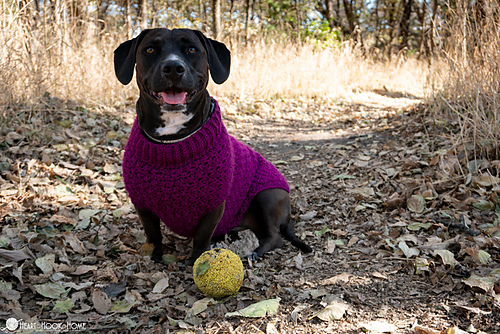 Stellar Dog Sweater photo 1