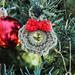 Mini Christmas Wreath