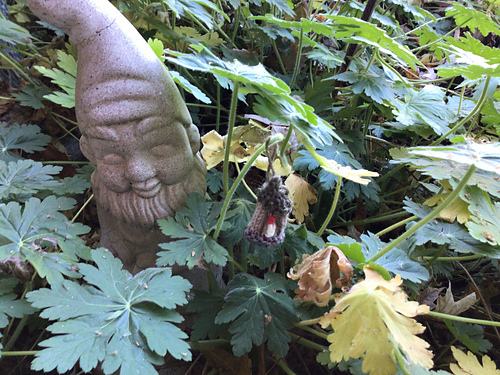 Acorn Lantern photo 9