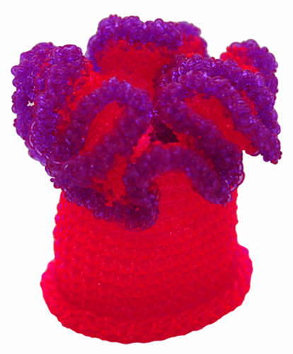 Tentacle Sea Anemone photo 3