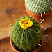 Woolly Cacti: One Pattern, Three Looks photo 3