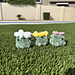 Frogs with Flower Hats pattern