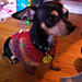Rico's First Cardigan photo 3