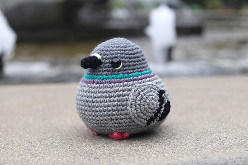 Rock Dove/ Pigeon