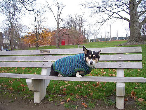 Doggy's Got Style Sweater photo 2