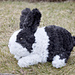 Odie the Bunny photo 3