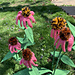 Purple Coneflower (Echinacea purpura) pattern 