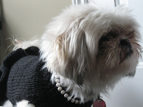 Liten svart kjole med perler Hund-genser - chartliuna