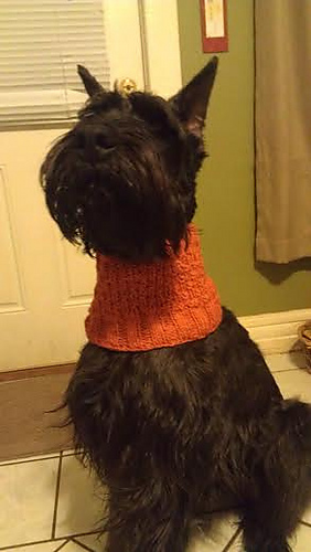 Clyde the Dog's Cowl photo 2