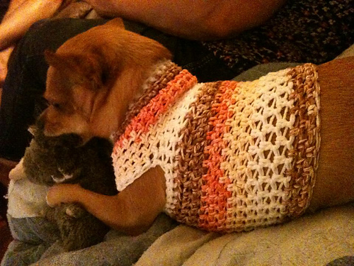 Dog sweater / Hunde-Pulli photo 12