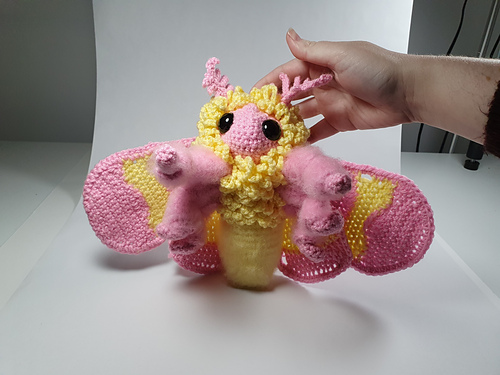 Rosy Maple Moth - Kylie Slee