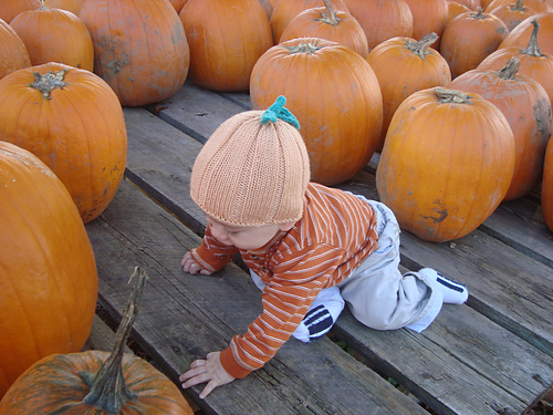 Pick of the Pumpkin Patch 다른 모습 6