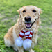 Candy Cane Scarf for Dogs pattern 
