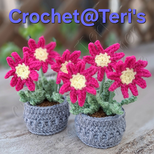 Gerbera Daisies in Pots