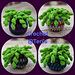 Colourful Mosaic Fern pattern 