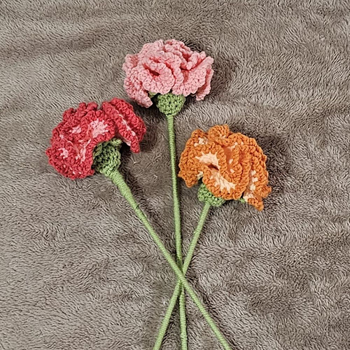 Carnation Flowers
