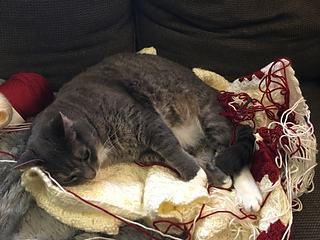 Stripes using it as a bed
