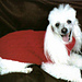 Canine Cozy pattern 