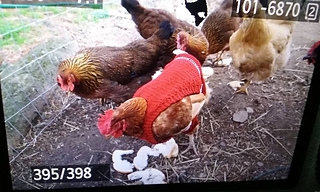 Ravelry: dianelau's Chicken Sweater