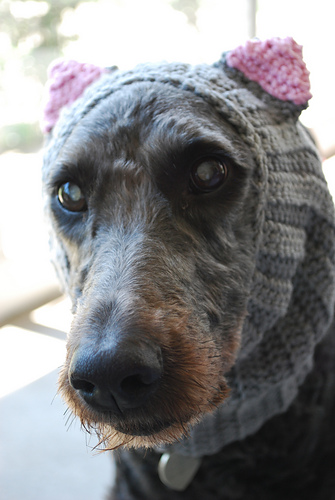 Kugel's Endless Scarf (with Cat Ears) photo 2