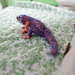 Gecko pattern 