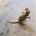 Harvest Mouse pattern
