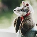 Mr Badger pattern 
