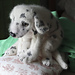 Dalmatian Puppy pattern