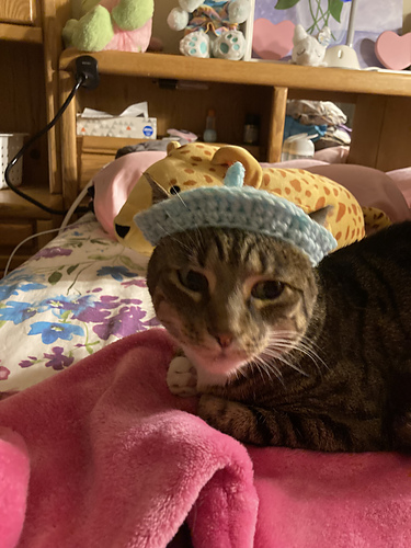 Beret pour chats photo 4
