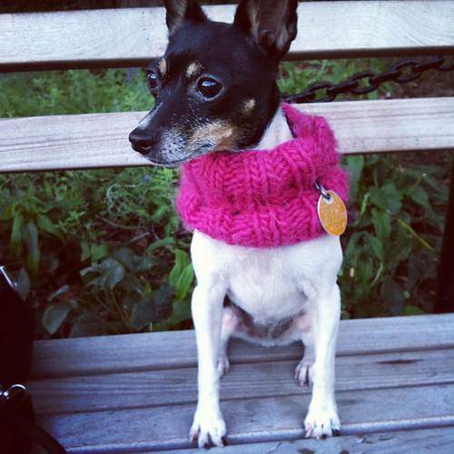cowl for little dogs photo 1