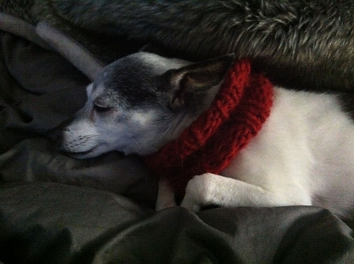 cowl for little dogs photo 2
