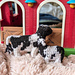 Mini cow pattern 